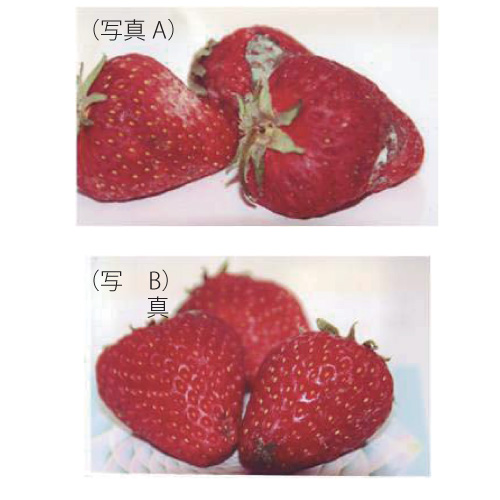 フラワーシャーベット実験