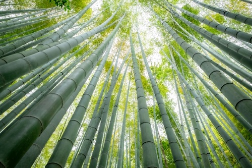 波動の塩‐竹