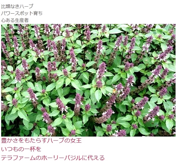 ホーリーバジル