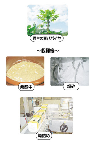 「カリカセラピ」ができるまで