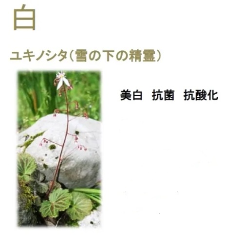 ５C白姫クリスタルソープ-白