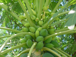 カリカパパイヤ