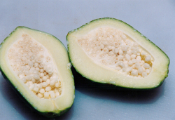 カリカパパイヤ