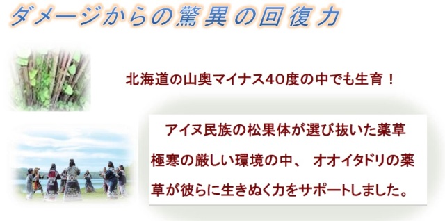 オオイタドリ　ハーブエキス