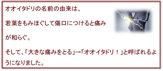 痛みや炎症をおさえる薬として