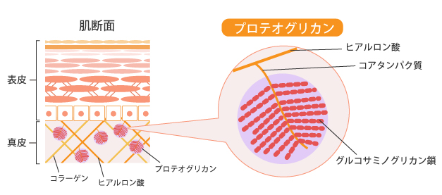 水溶性プロテオグリカン（北海道産原料）