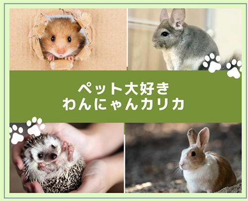 わんにゃんカリカー使用例